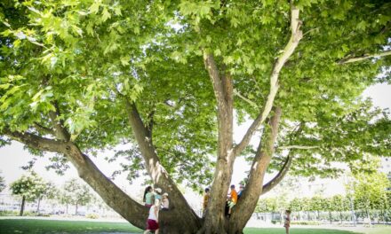 The downtown sycamore tree reached the finals of the &quot;Tree of the Year&quot; competition