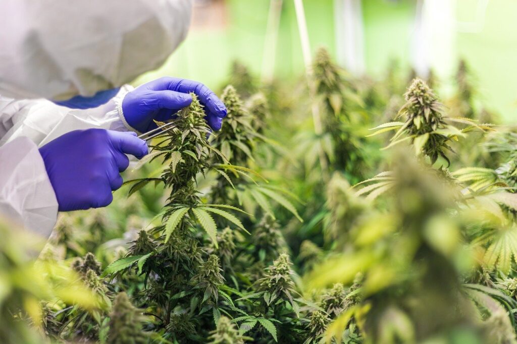 droga per la coltivazione di cannabis-marijuana