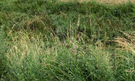 Budapest is covered in human-tall weeds, the dollar left watches silently (VIDEO)