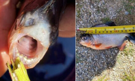 Ein seltsamer Fisch, der am Haken des rumänischen Hechts gefangen wurde