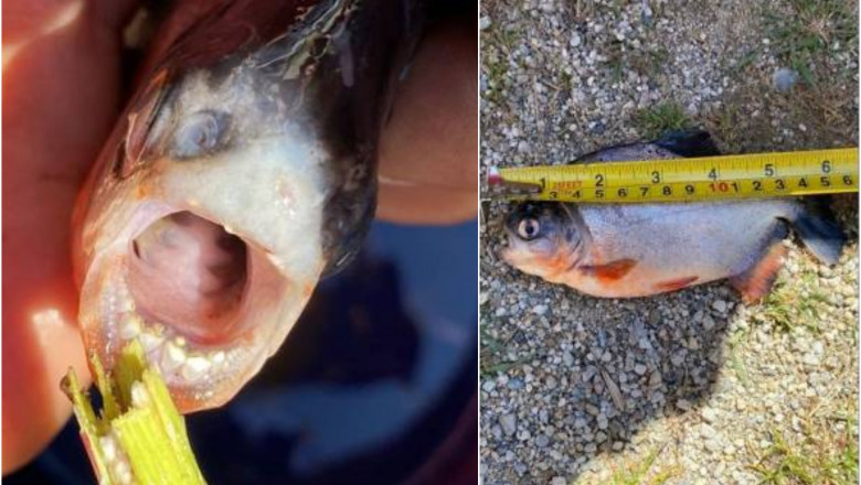 Furcsa hal akadt a romániai pecás horgára