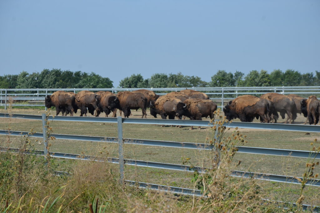 6. Conferenza del bestiame grigio ungherese 2 bisonti