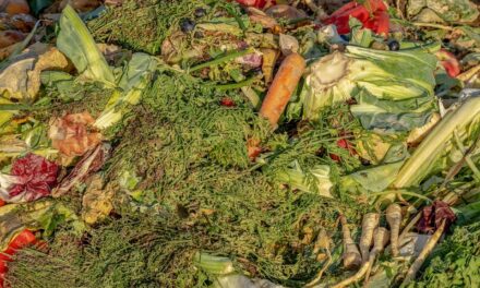 Wir werfen zu viel Lebensmittel weg, anstatt sie zu recyceln (MIT VIDEO)