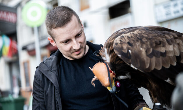 The mayor of Terézváros hired an eagle to solve the problems of Nyugati tér