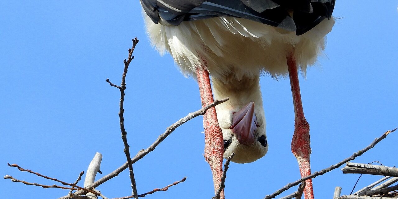 A Rábapaton nidifica la cicogna bianca più antica dell&#39;Ungheria
