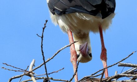 The only stork&#39;s nest in the village of Nógrád has been standing for fifty years