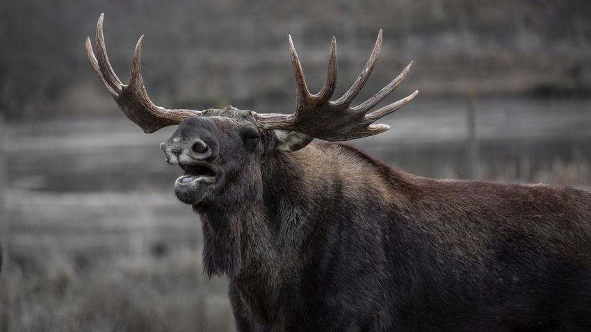 A huge moose roams the Hungarian countryside (WITH VIDEO)
