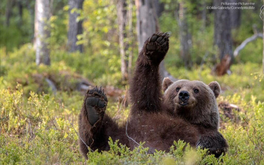 Here are the funniest nature photos of the year
