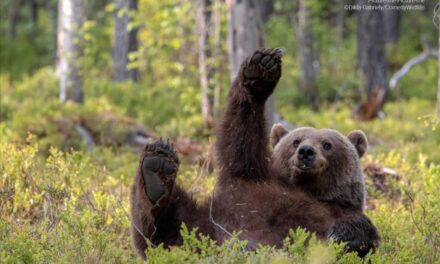 Medvehajtást tartanak a csíksomlyói hegynyeregben a pünkösdi búcsú előtt