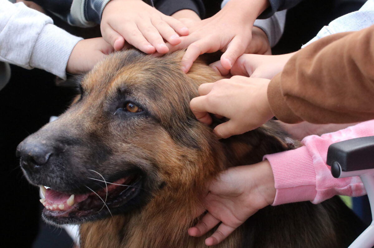 La maggior parte degli ungheresi ha animali domestici, la maggioranza ha  cani — Civilians Info