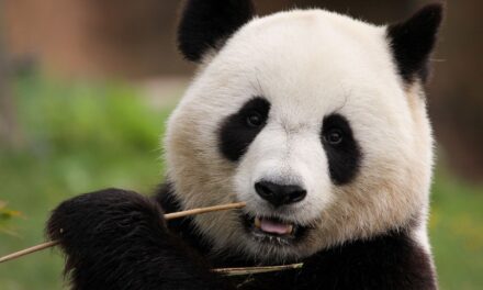 La guerra fredda ha coinvolto anche i panda giganti