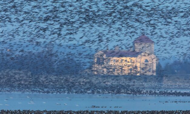 It is a dazzling sight when 50,000 birds rise from the lake at the same time