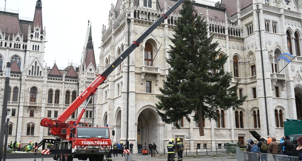 Der Weihnachtsbaum des Landes ist vor dem Parlament angekommen