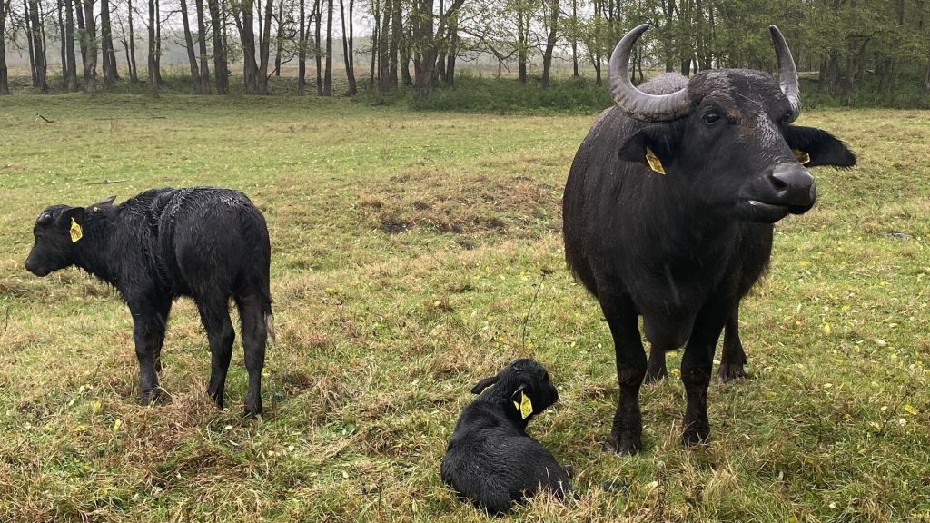 Kápolnapuszta è la più grande mandria di bufali che si può visitare in Ungheria