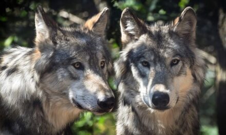 Kóbor kutyák bútoroztak össze farkasokkal, utód is született