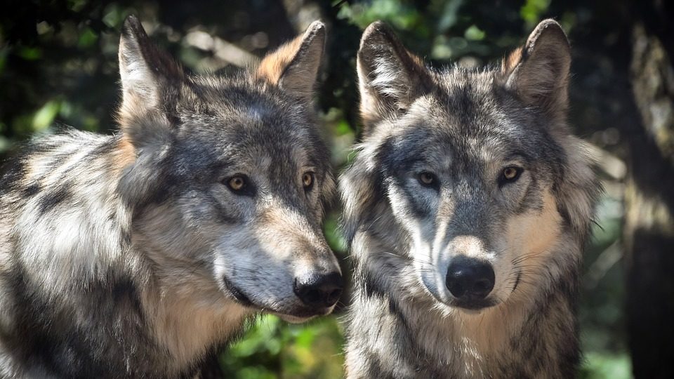 Stray dogs mingled with wolves, and offspring were born