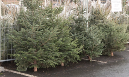 There has been good news about this year&#39;s Christmas tree prices