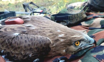The young snake buzzard from Bugac took his first trip to Chad