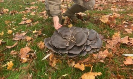 A record-sized ten-kilogram boletus mushroom was found in Hungary