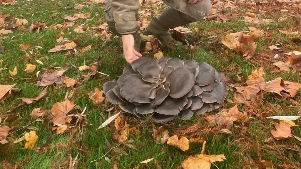 In Ungheria è stato trovato un fungo porcino di dimensioni record, del peso di dieci chilogrammi