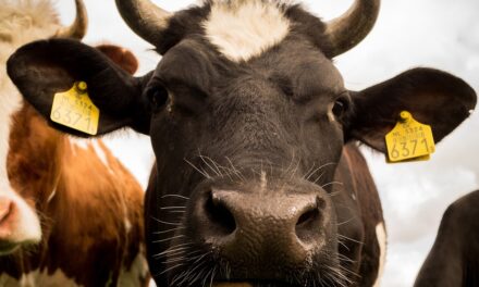 Konsumenci mięsa i rolnicy zostaliby ukarani przez niemiecki rząd w imię zielonej polityki