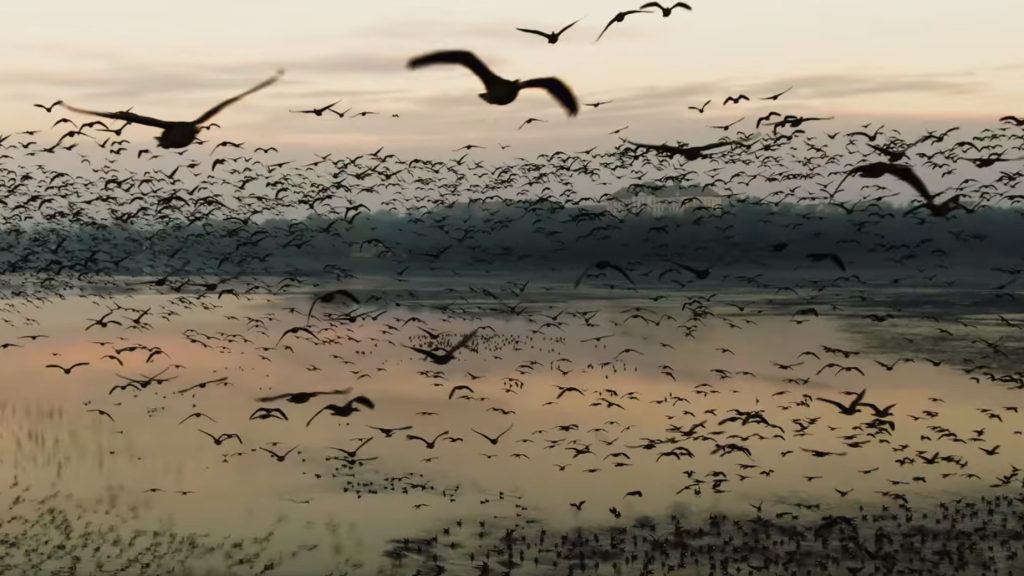 Everyone should see this! Amazing video of wild geese flying up from Tatai Öregtó 