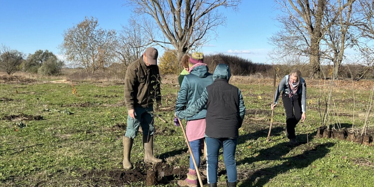 Voluntary action: Hundreds of saplings were planted by the civilians of Heves