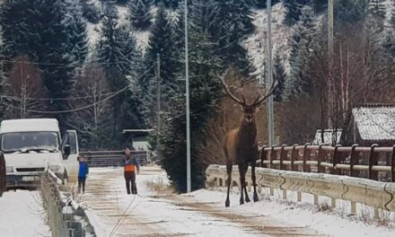 A miraculous deer appeared in the village enclosed in the mountains