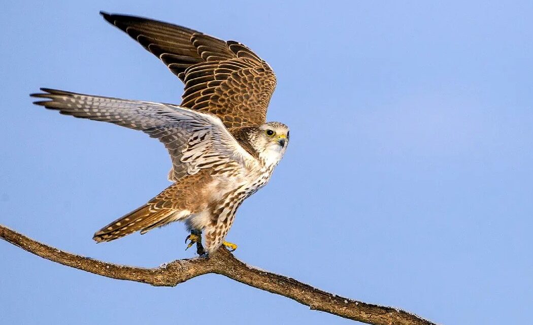 The turul, i.e. the kestrel, became the bird of the year 2024