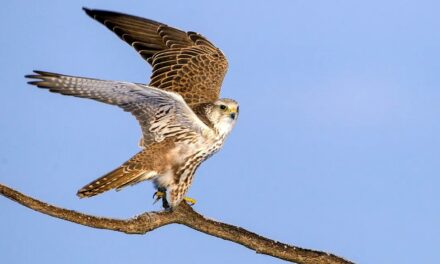 The turul, i.e. the kestrel, became the bird of the year 2024