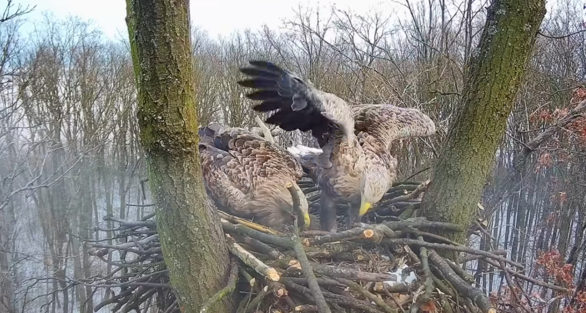 Bald eagles in action (WITH VIDEO)