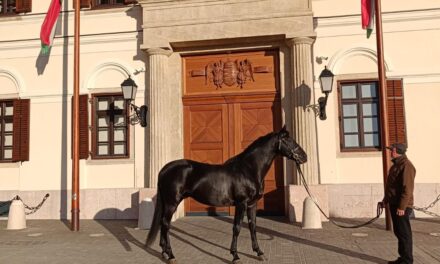 Főúr is already conquering among the Turkish mares