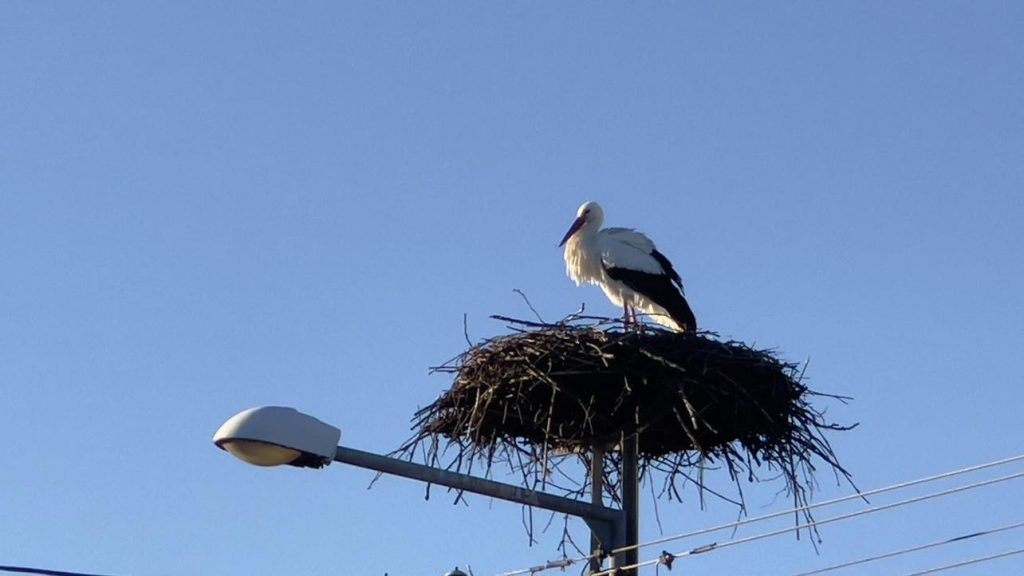 The first stork has finally arrived from winter!