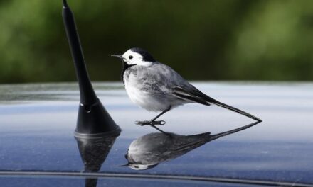 Choć ptaki atakujące okna budzą strach, łatwo sobie z nimi poradzić (WIDEO)