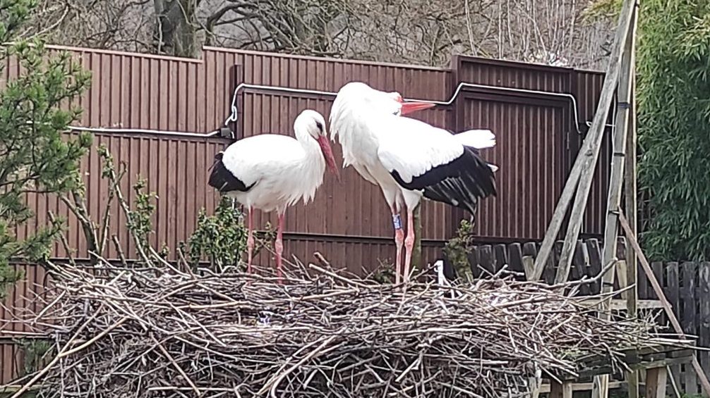 The matchless love continues, the stork returned to his injured partner for the seventh time