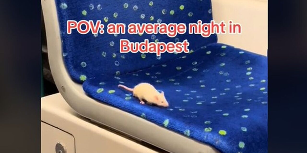 Just an average evening in Budapest, when a white mouse travels on the tram