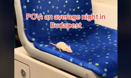 Nur ein ganz normaler Abend in Budapest, an dem eine weiße Maus in der Straßenbahn fährt