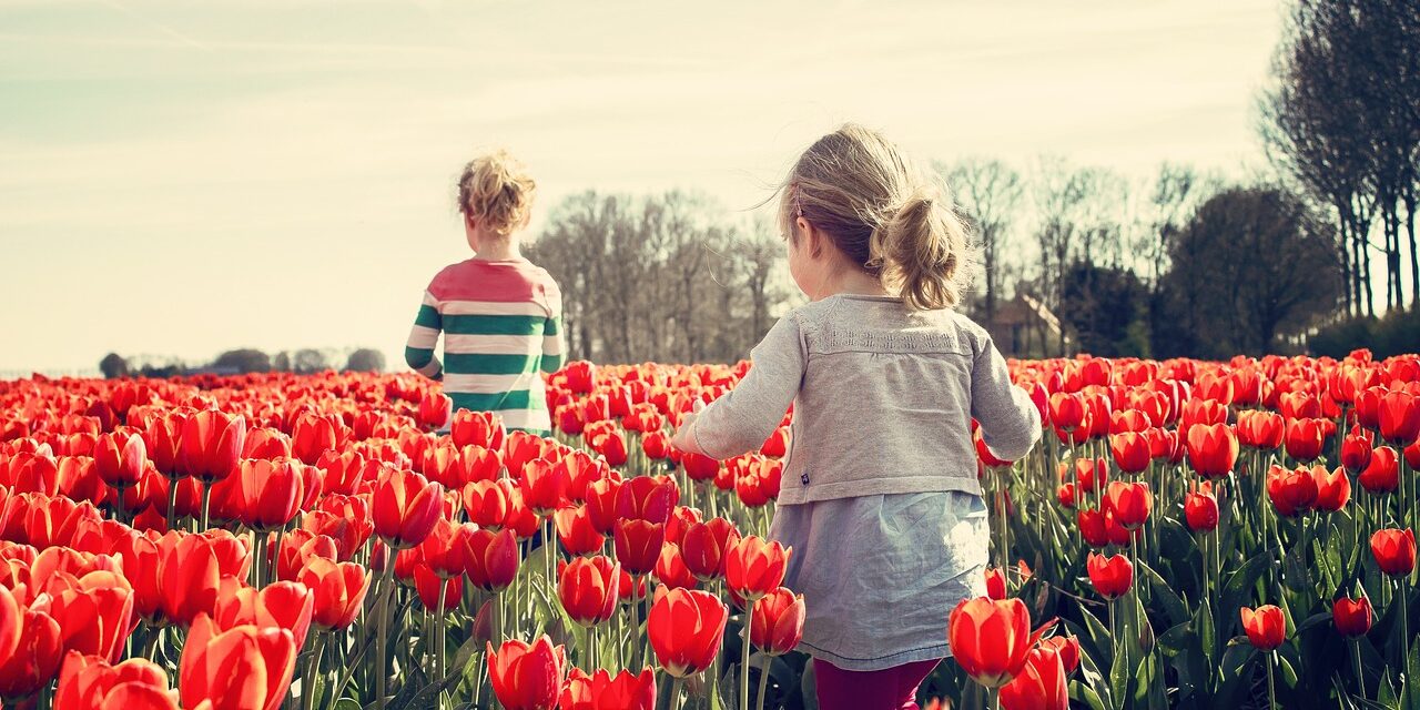 30 thousand tulips will open soon in Palócföld