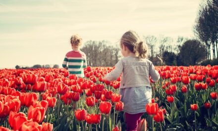 30.000 Tulpen werden bald in Palócföld eröffnet