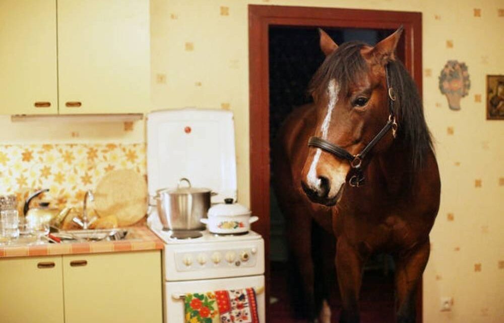 Sense: The guy stole a horse and then tried to hide it in his third-floor apartment
