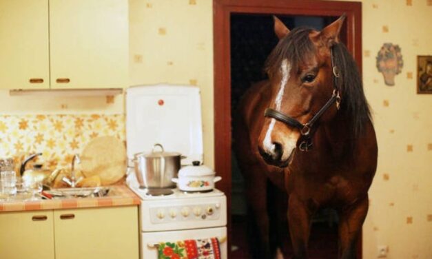 Sense: The guy stole a horse and then tried to hide it in his third-floor apartment