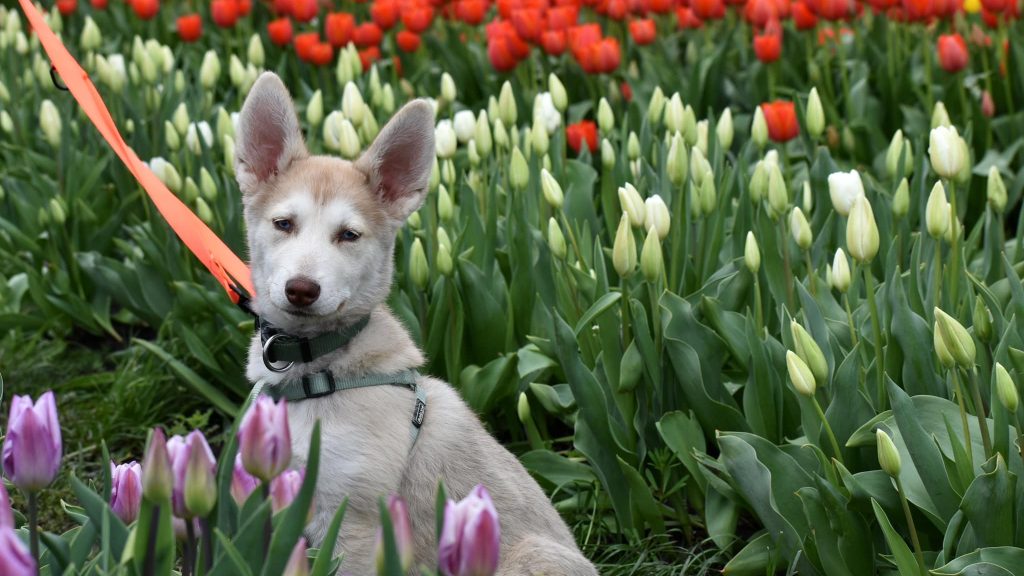 200.000 Tulpen werden im Wundergarten des Theiß-Sees blühen