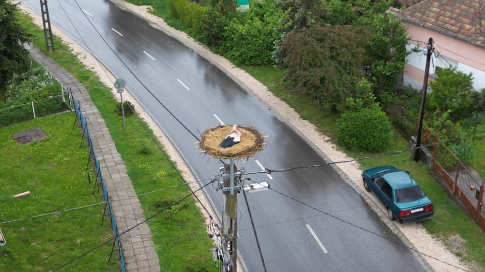 Po czterdziestu latach przerwy bociany ponownie gniazdują u podnóża Vértes