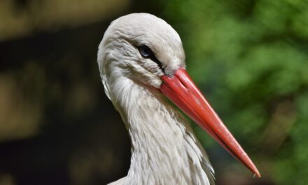 They wanted to cook lunch from an injured stork in Szabolcs