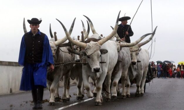 Potrete assaggiare il Murgyé anche durante il viaggio di Hortobágy di quest&#39;anno