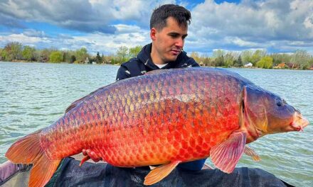 The famous Danube red giant carp has lost weight (WITH VIDEO)