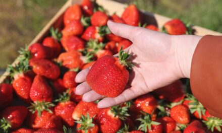 Some complain that their seedlings can no longer run riot in the strawberry field