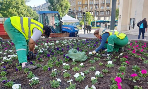 In Budapest gibt es bereits eine Strafe für das Pflanzen von Blumen