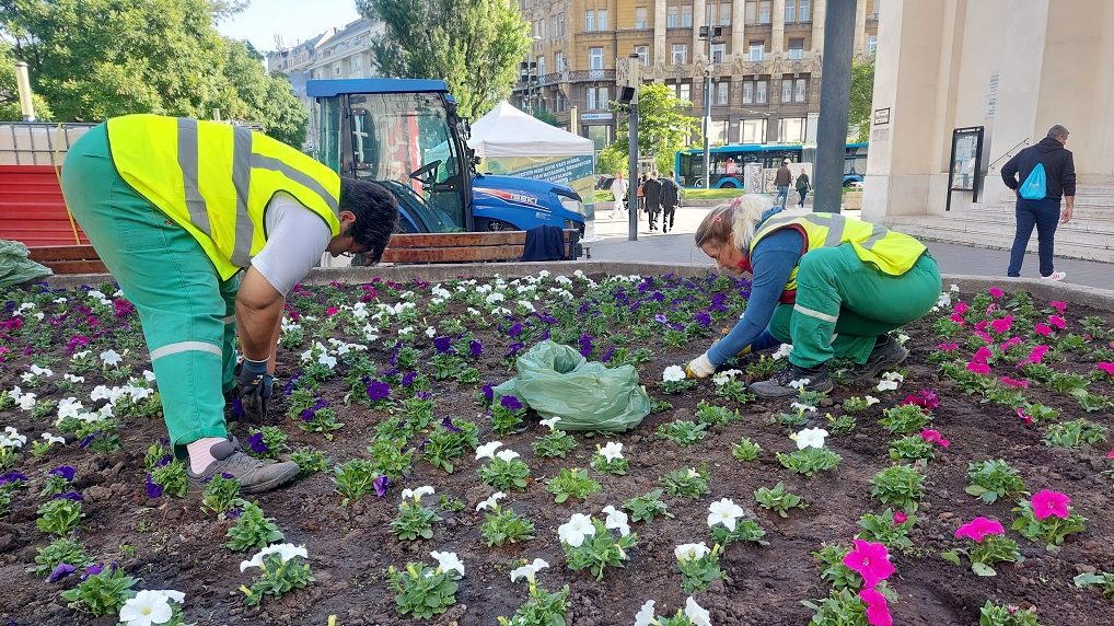 In Budapest, there is already a penalty for planting flowers
