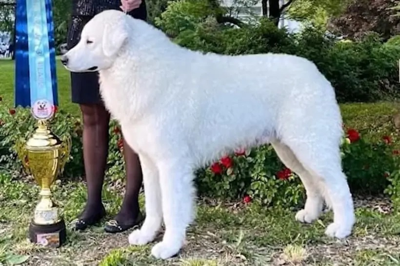 &quot;Quando questo cane è entrato nel ring, non riuscivo a staccargli gli occhi di dosso&quot;